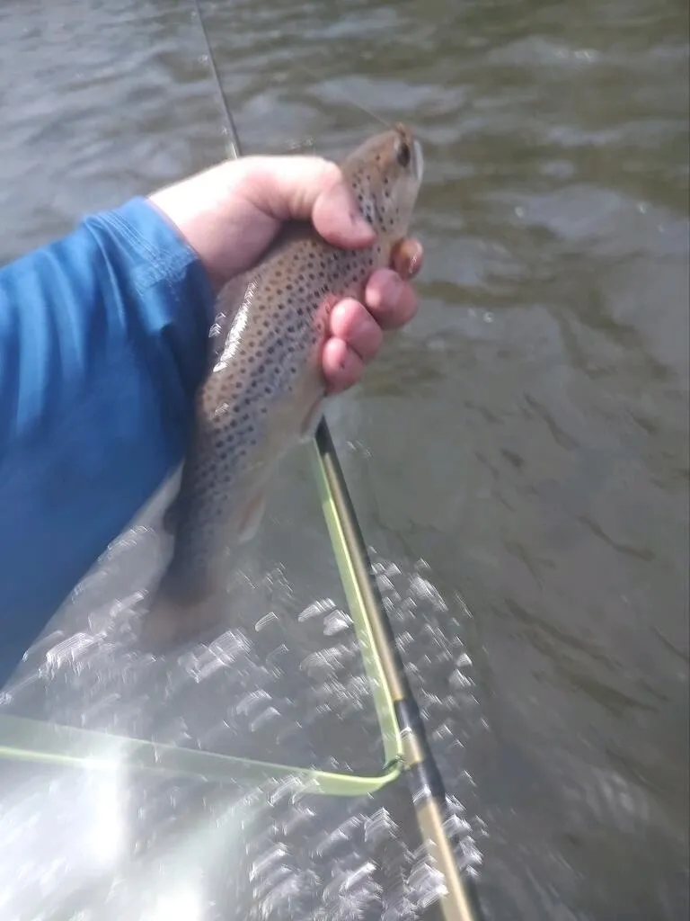 A person holding a fish in the water.