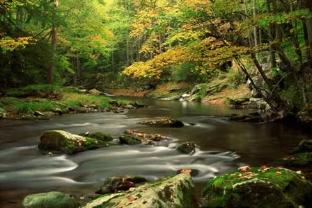 A river running through the middle of a forest.