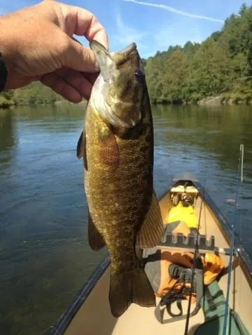 A person holding up a fish in front of a boat.