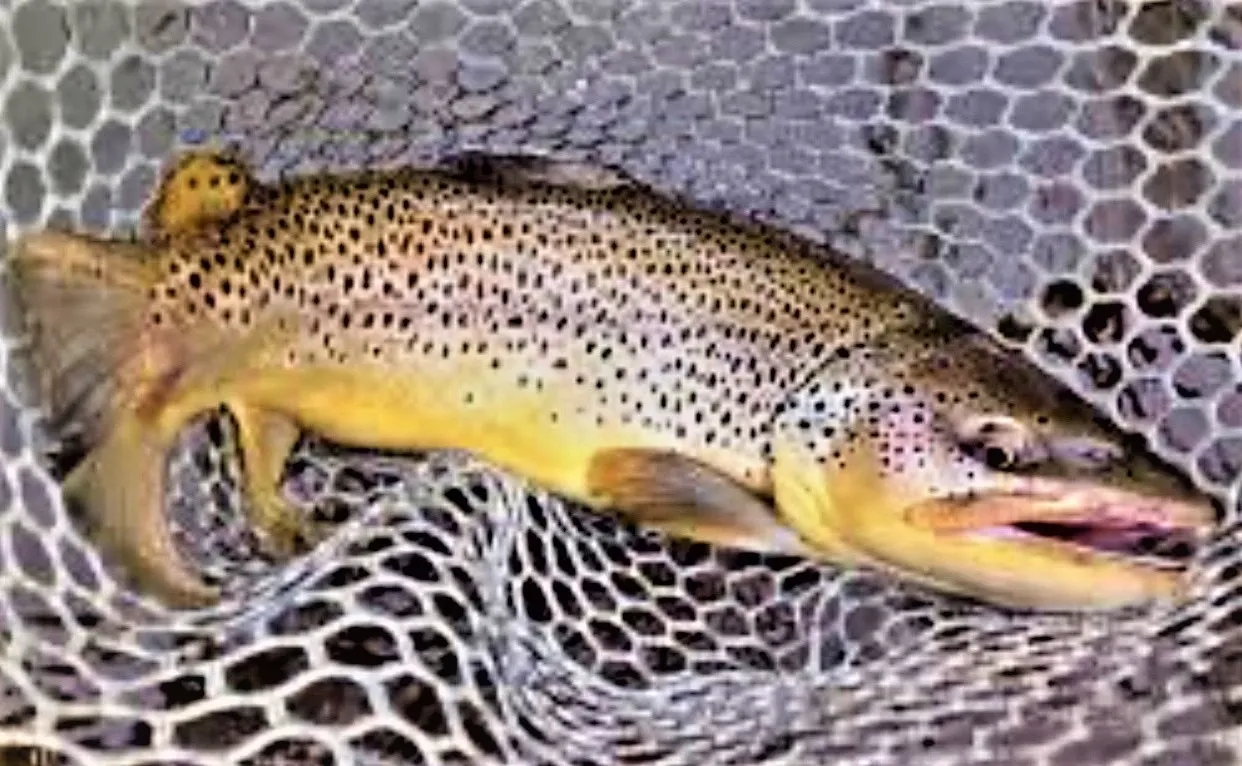 A brown trout is sitting on the net.