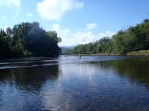 A river with a lot of trees in the background.